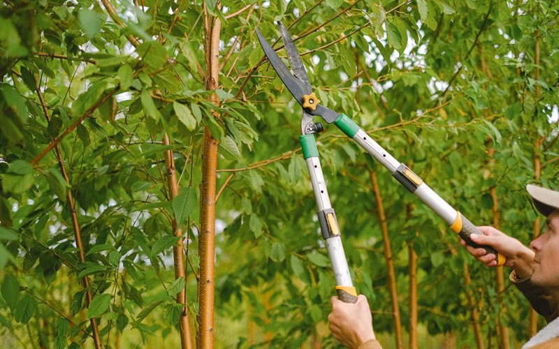 Tree trimming in Newburg, WV