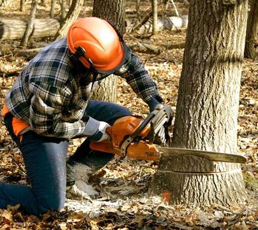 Tree Removal in Newburg, WV